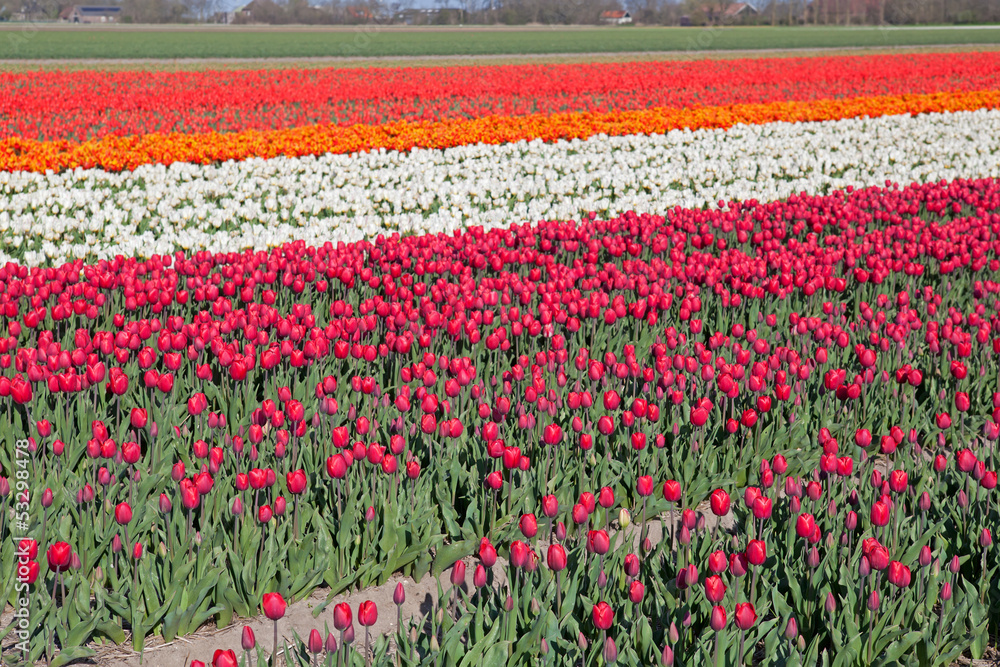 colorful Dutch tulips
