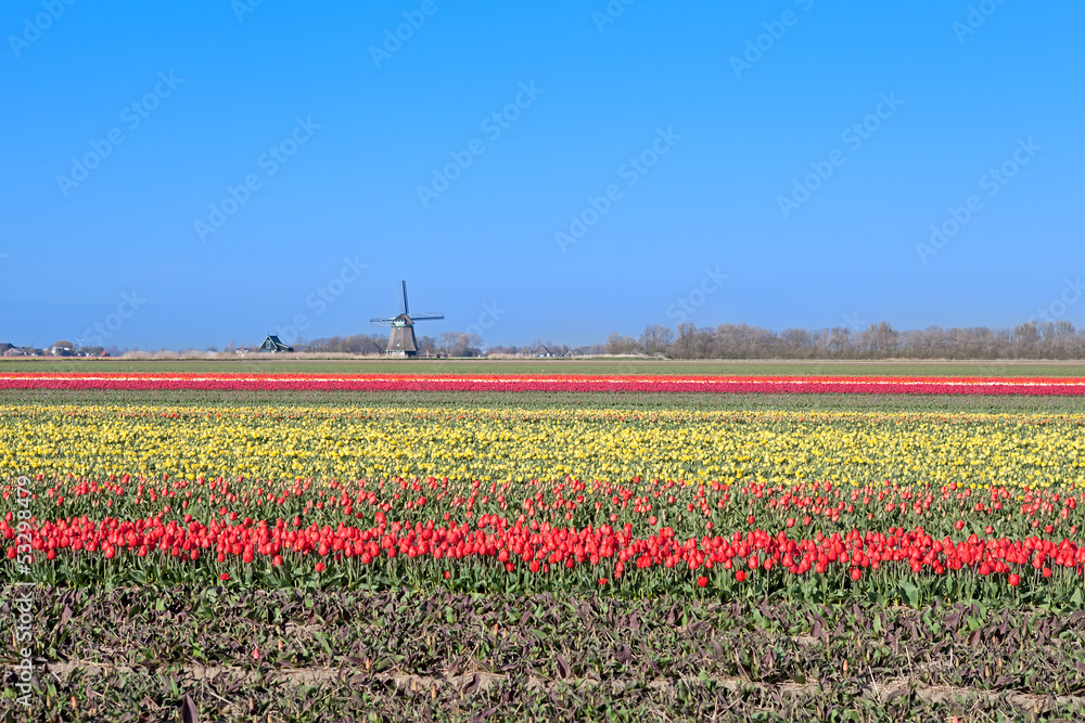 colorful tulips and Dutch windmill