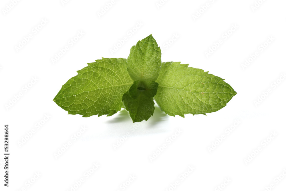 mint mint