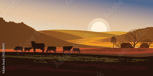 Summer evening landscape with cows