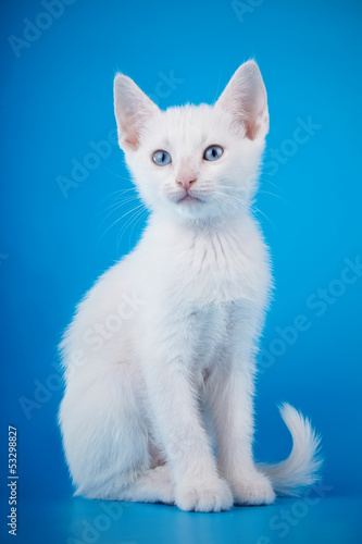 The white kitten with blue eyes sits on a blue background.