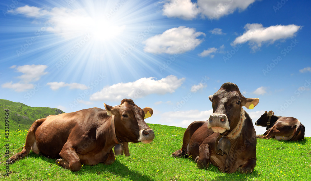 Cows in the meadow Cows in the meadow