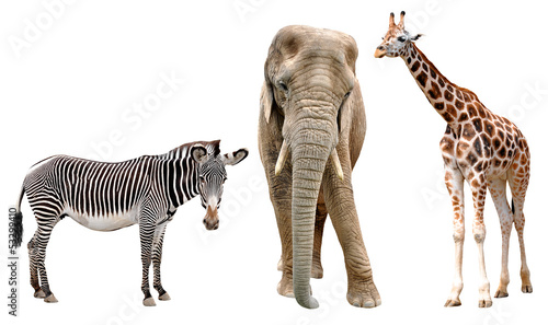 giraffes  elephant and zebras isolated on white