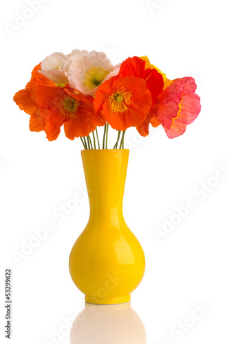 Fototapeta Naklejka Na Ścianę i Meble -  Poppy.