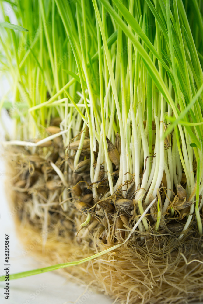 Obraz premium Green Organic Wheat Grass