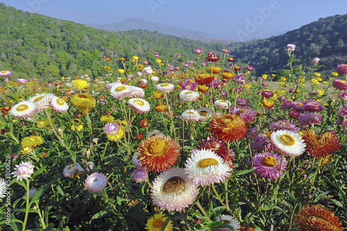 Field of flowers on the hill.