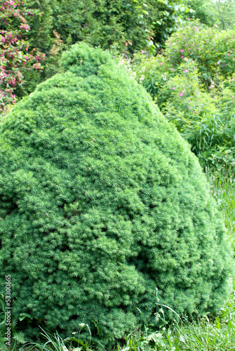 Picea canadensis "Conica"