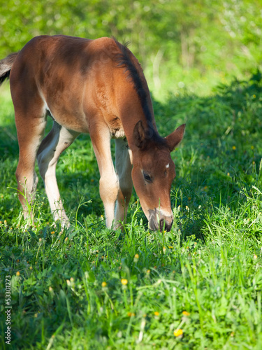 little bay Hanoverian foal