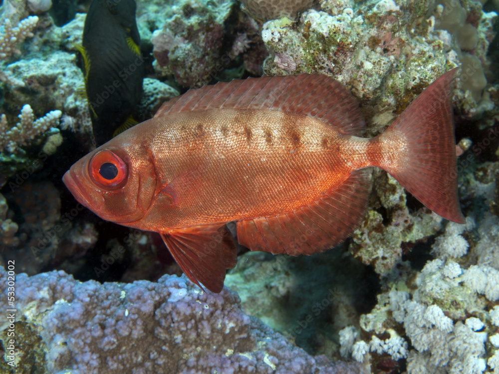 Crescend-tail bigeye Crescend-tail bigeye