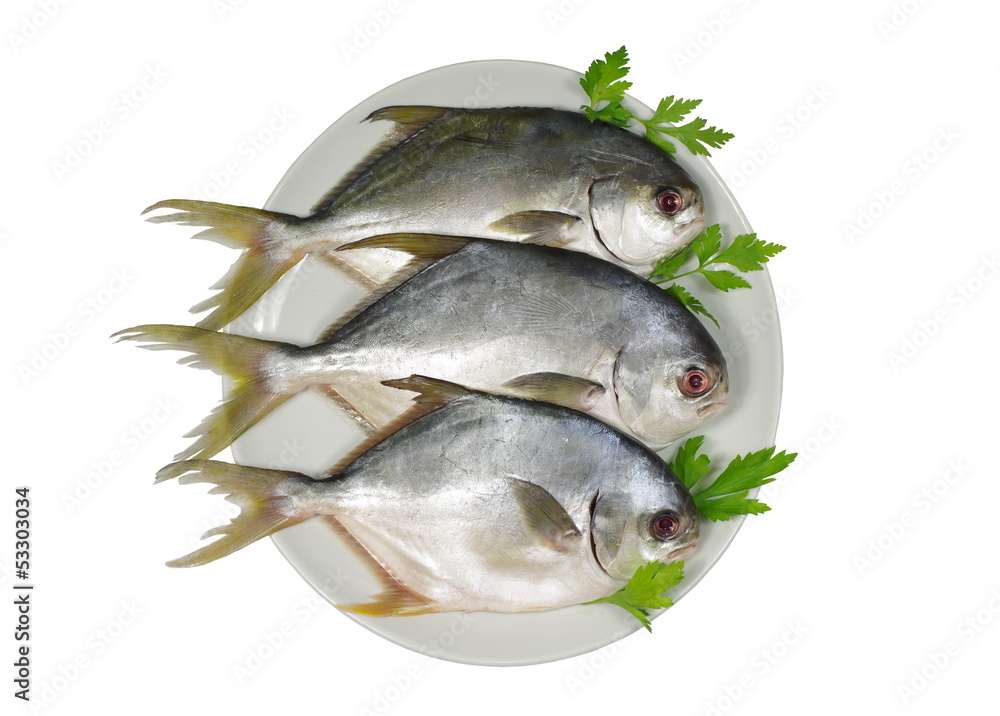 three horse mackerel