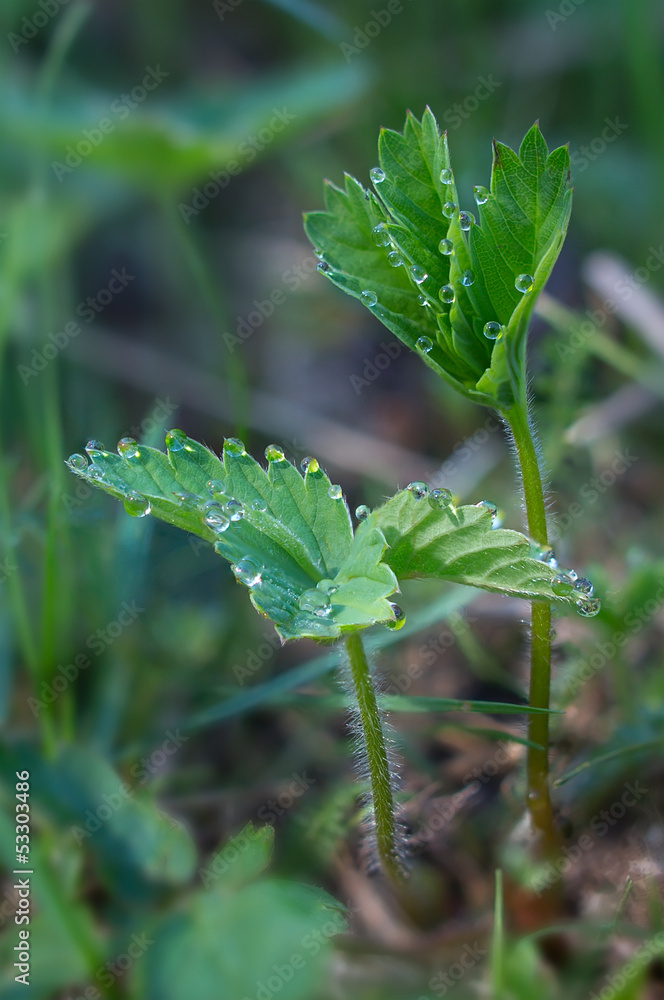 Dew drops on the leaves of wild strawberry Dew drops on the leaves of wild strawberry