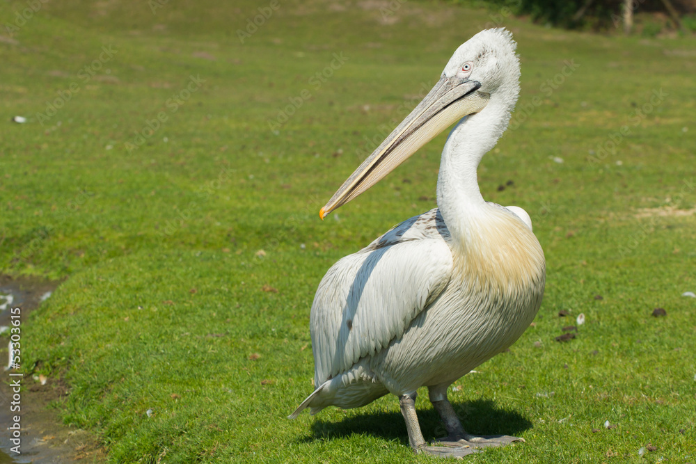Dalmatian pelican (Pelecanus crispus) Dalmatian pelican (Pelecanus crispus)