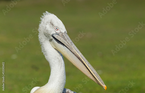 Dalmatian pelican (Pelecanus crispus)