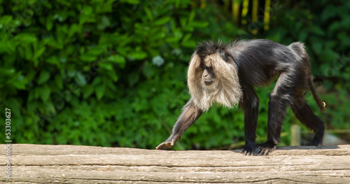 lion-tailed macaque walking photo
