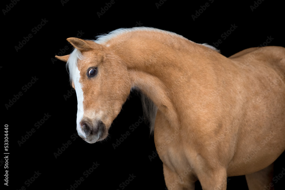 Fototapeta premium Yellow horse portrait, isolated on black background.