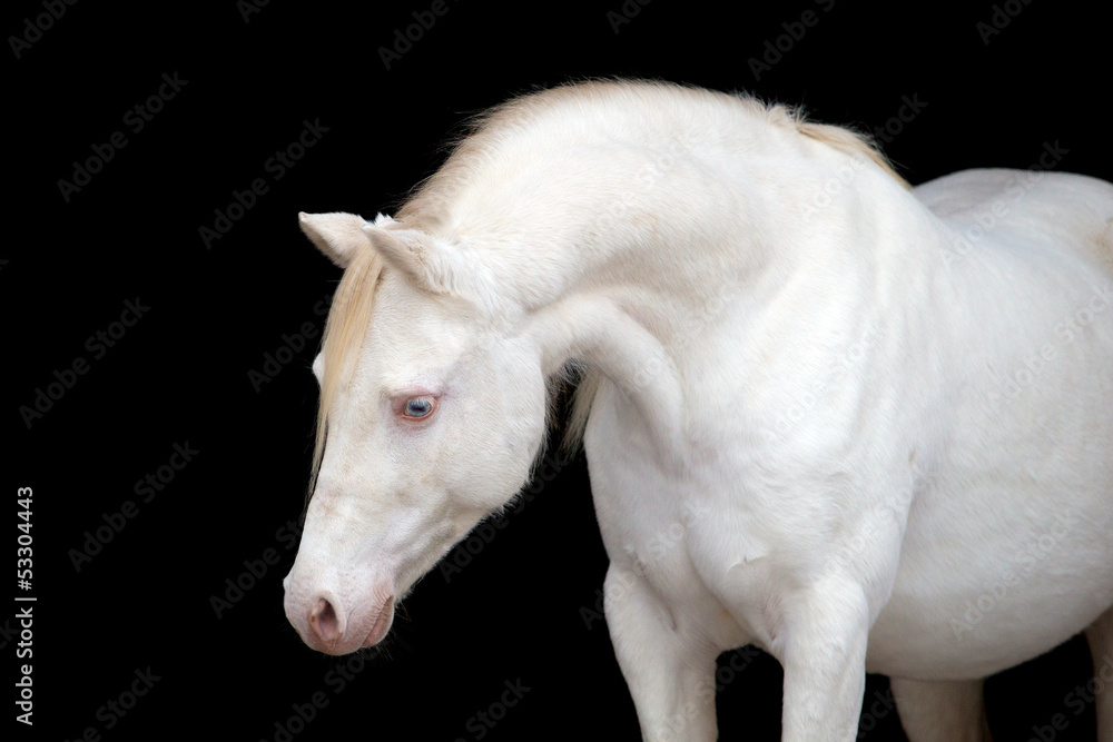 White horse portrait, isolated on black background.