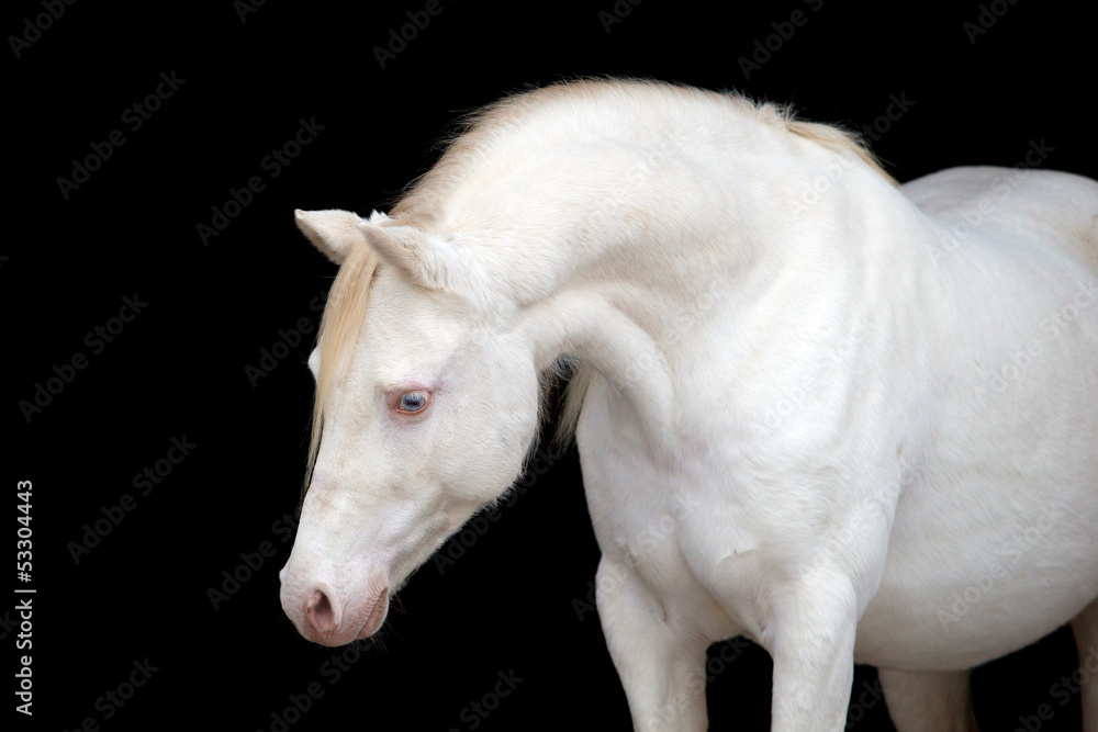 Fototapeta premium White horse portrait, isolated on black background.