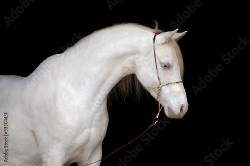 White horse portrait, isolated on black background.