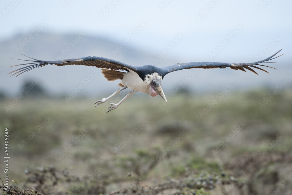 Marabou Stork Flying