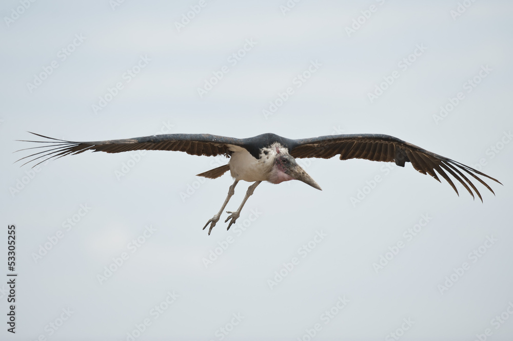 Fototapeta premium Marabou Stork Flying