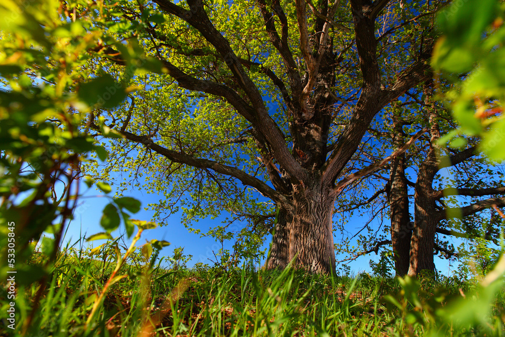 Fototapeta premium Tree