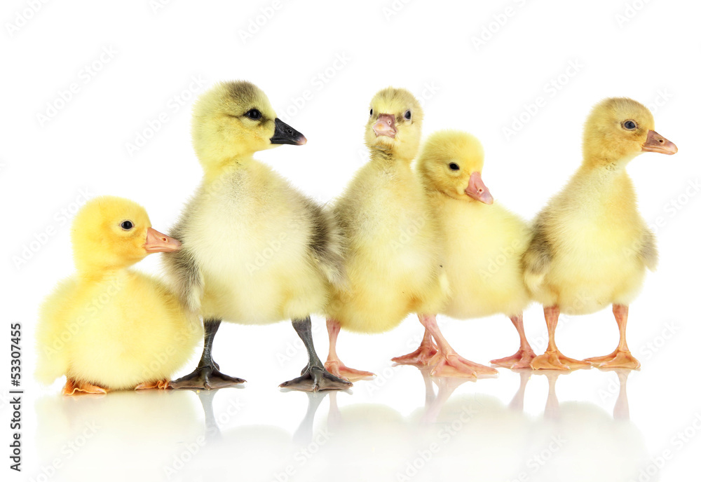 Fototapeta premium Little ducklings isolated on white