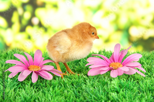 Little chicken with flowers on grass on bright background
