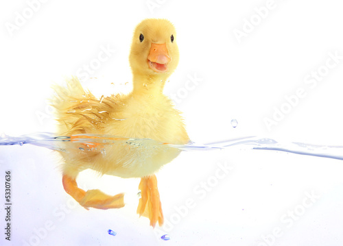 Vászonkép Floating cute duckling isolated on white