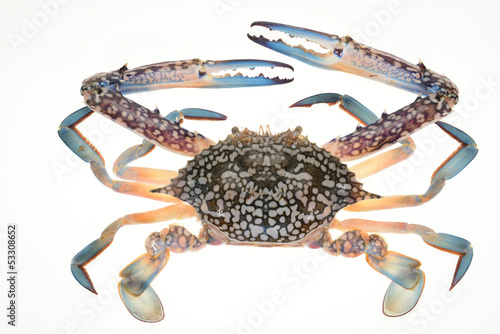 Live Colorful Flower Crab isolated On White Background