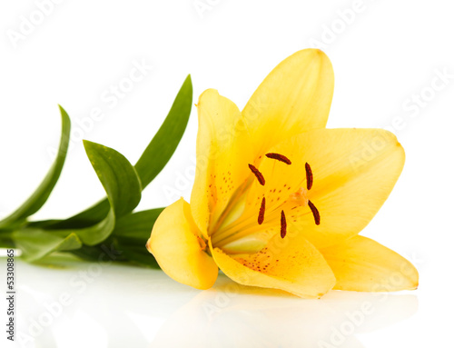 Fototapeta Naklejka Na Ścianę i Meble -  Beautiful orange lilies, isolated on white