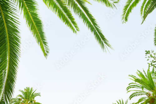 Palm leaf