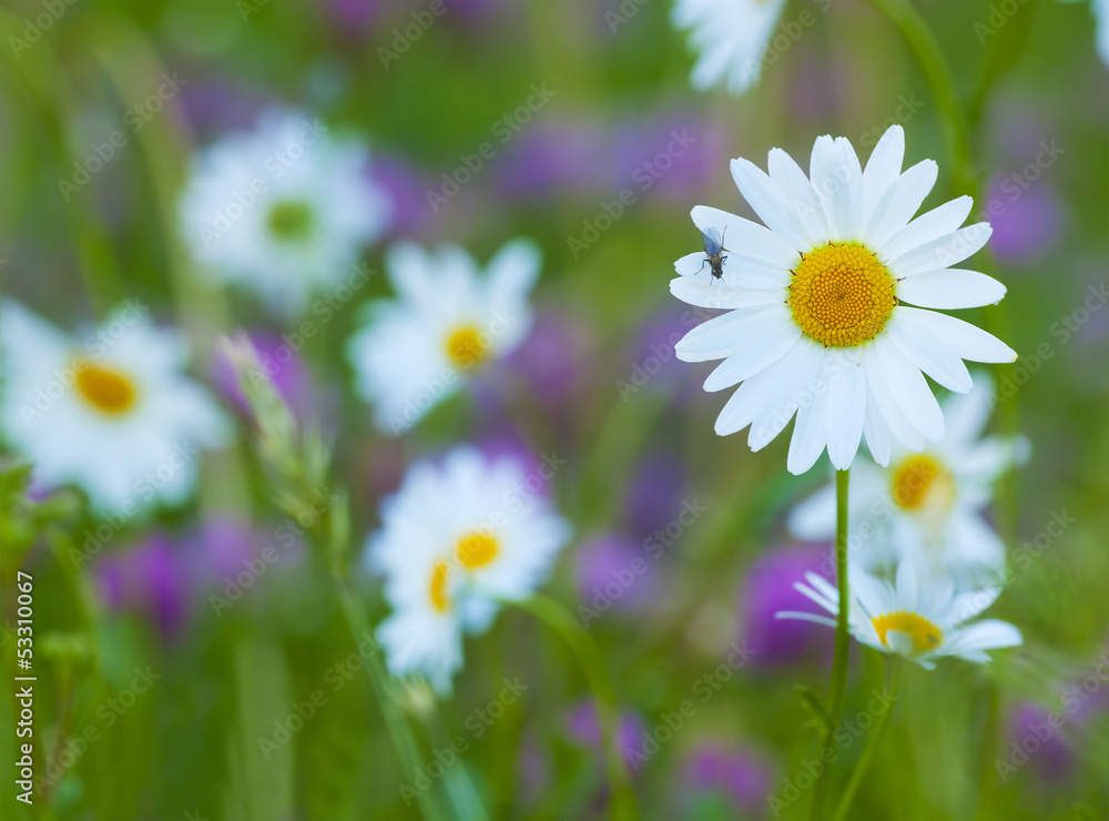 Fototapeta premium Field with daisies, summer photo