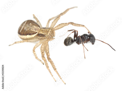 Crab spider, thomisidae with caught ant isolated on white