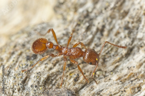 Ant on wood, extreme close-up with high magnification