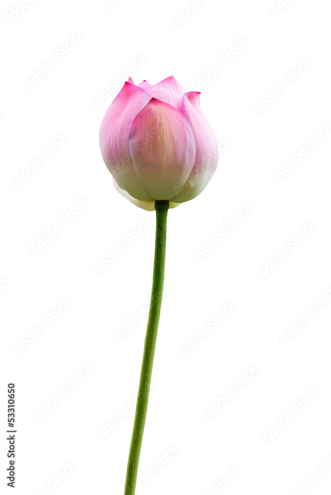 isolated pink lotus isolated pink lotus