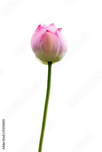 isolated pink lotus