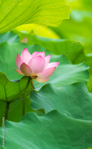 Fototapeta Naklejka Na Ścianę i Meble -  pink lotus