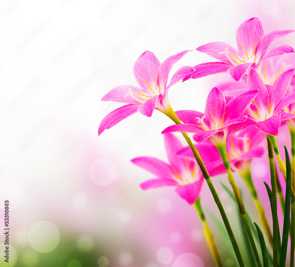 pink zephyranthes flower , bokeh pink zephyranthes flower , bokeh