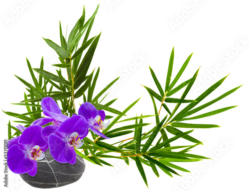 Fototapeta Naklejka Na Ścianę i Meble -  composition zen, orchidée sur galet et bambou