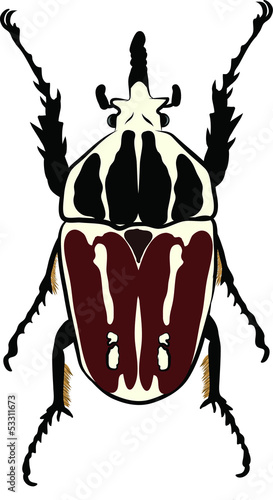 Goliathus regius beetle