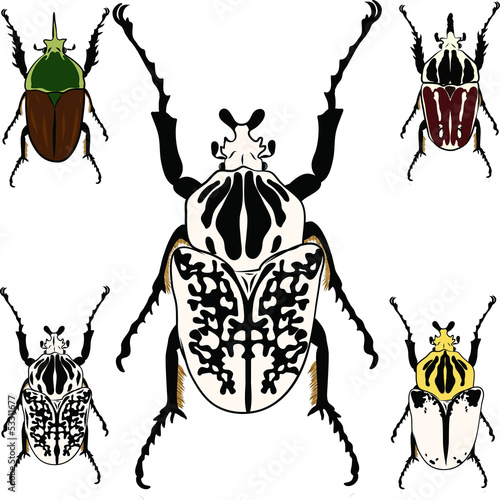Goliathus regius beetle