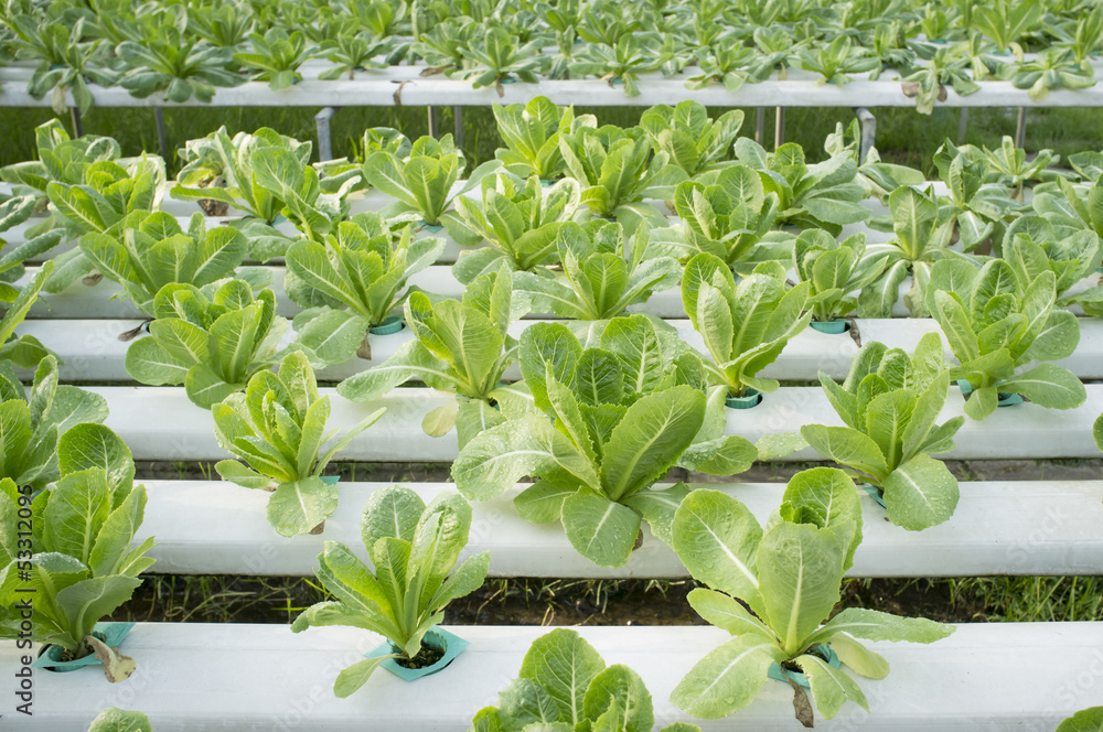 Obraz premium Hydrophonic Plantation