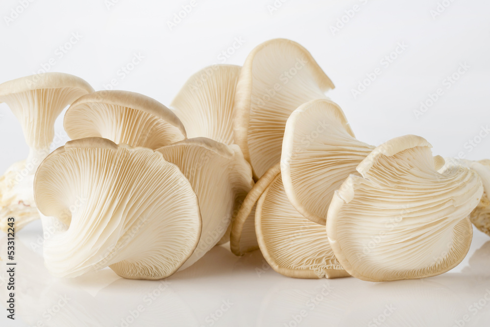 Oyster mushroom on white background Oyster mushroom on white background