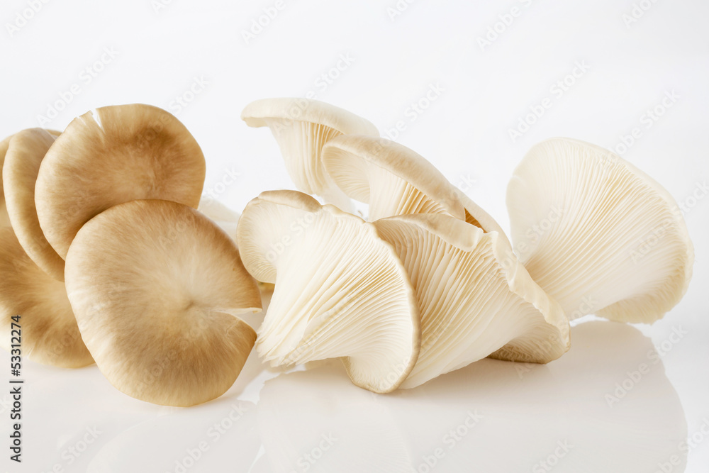 Oyster mushroom on white background Oyster mushroom on white background