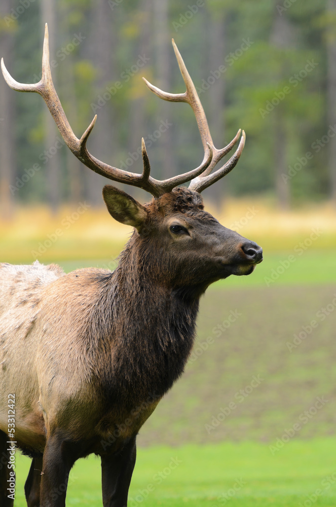 Rocky Mountain Elk Rocky Mountain Elk