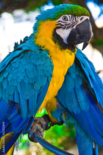 Parrot bird sitting on the perch © didecs