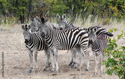 Zebras in Kruger National Park  South Africa