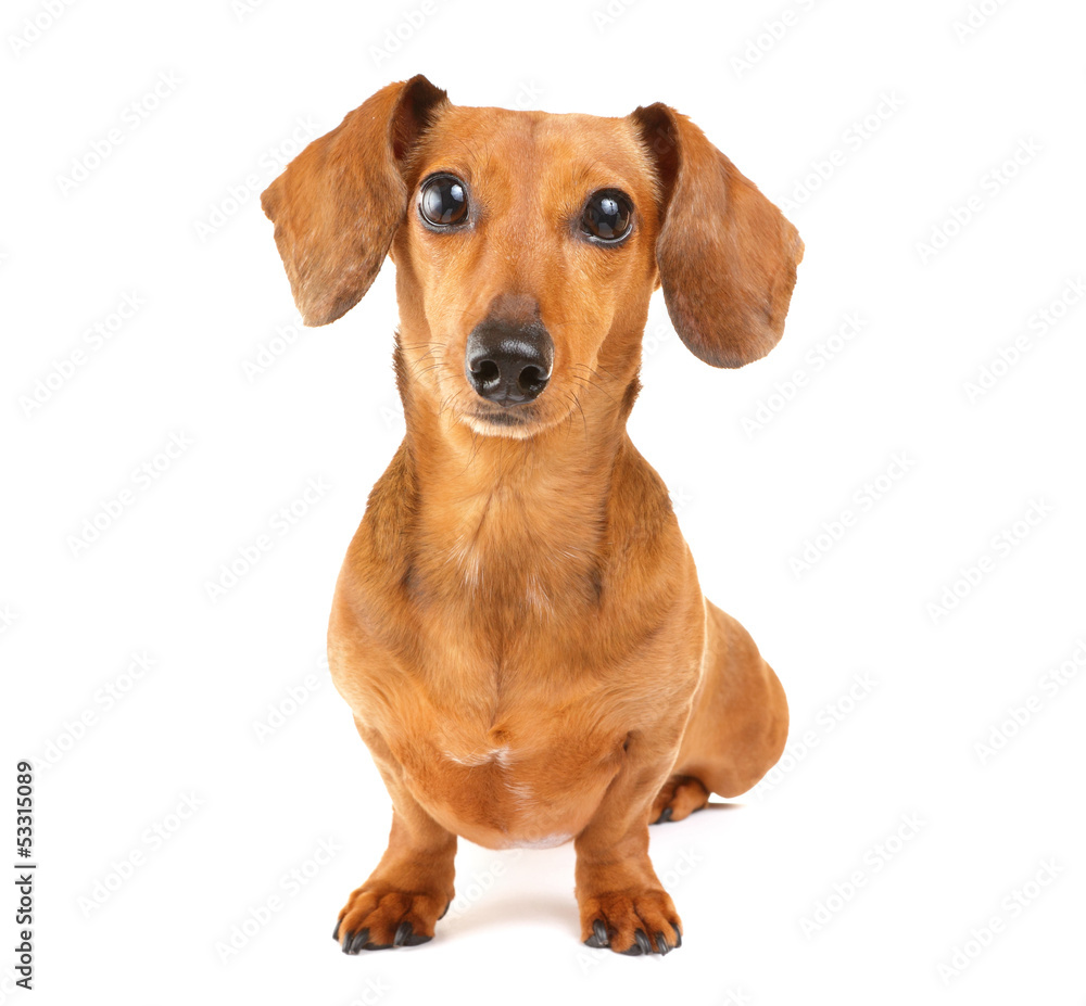 Dachshund dog isolated on white background