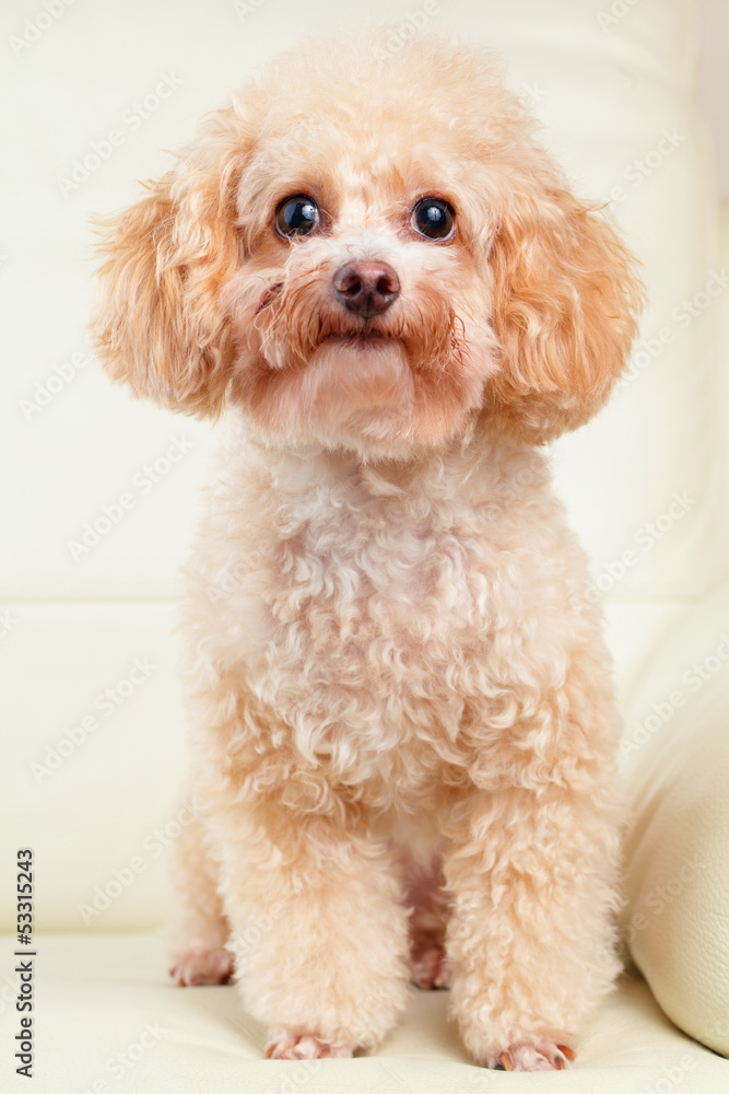Dog poodle portrait