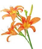 Tiger(striped) lilies on white background. Isolated
